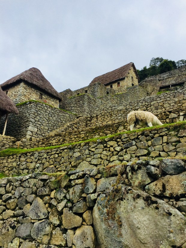 C0BC638B-E93B-4B80-8F4E-166E45173598